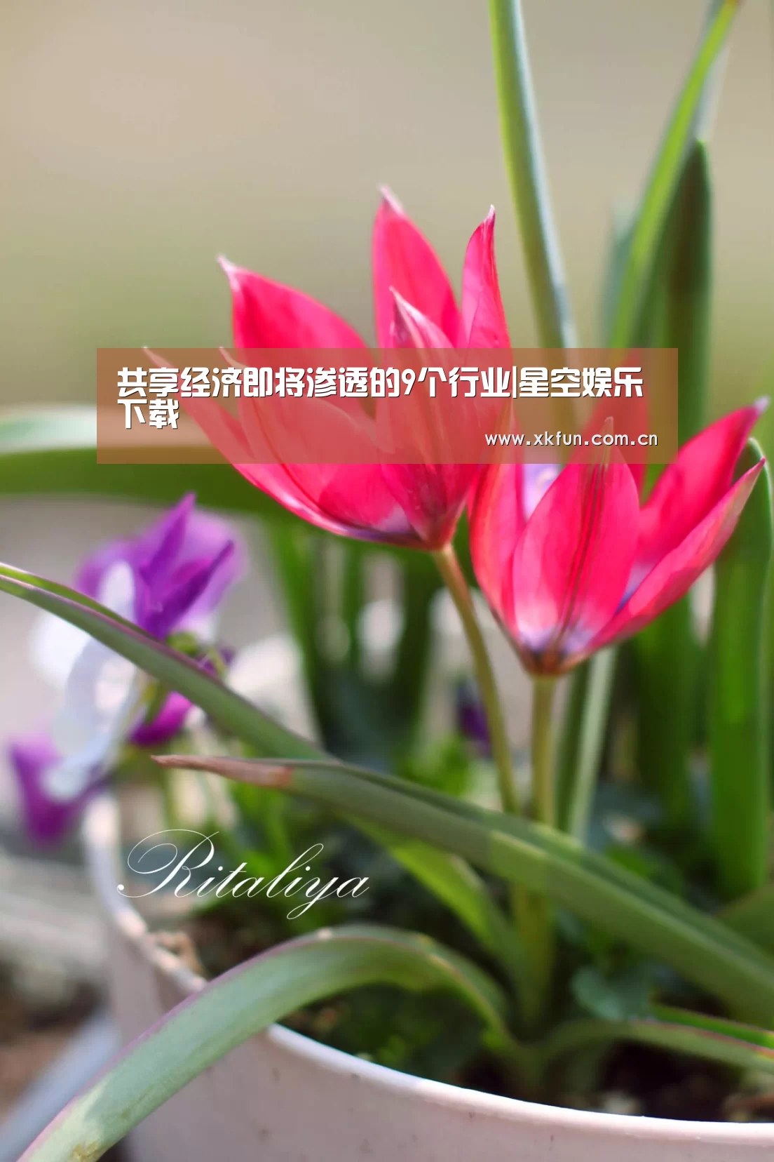 星空娱乐下载